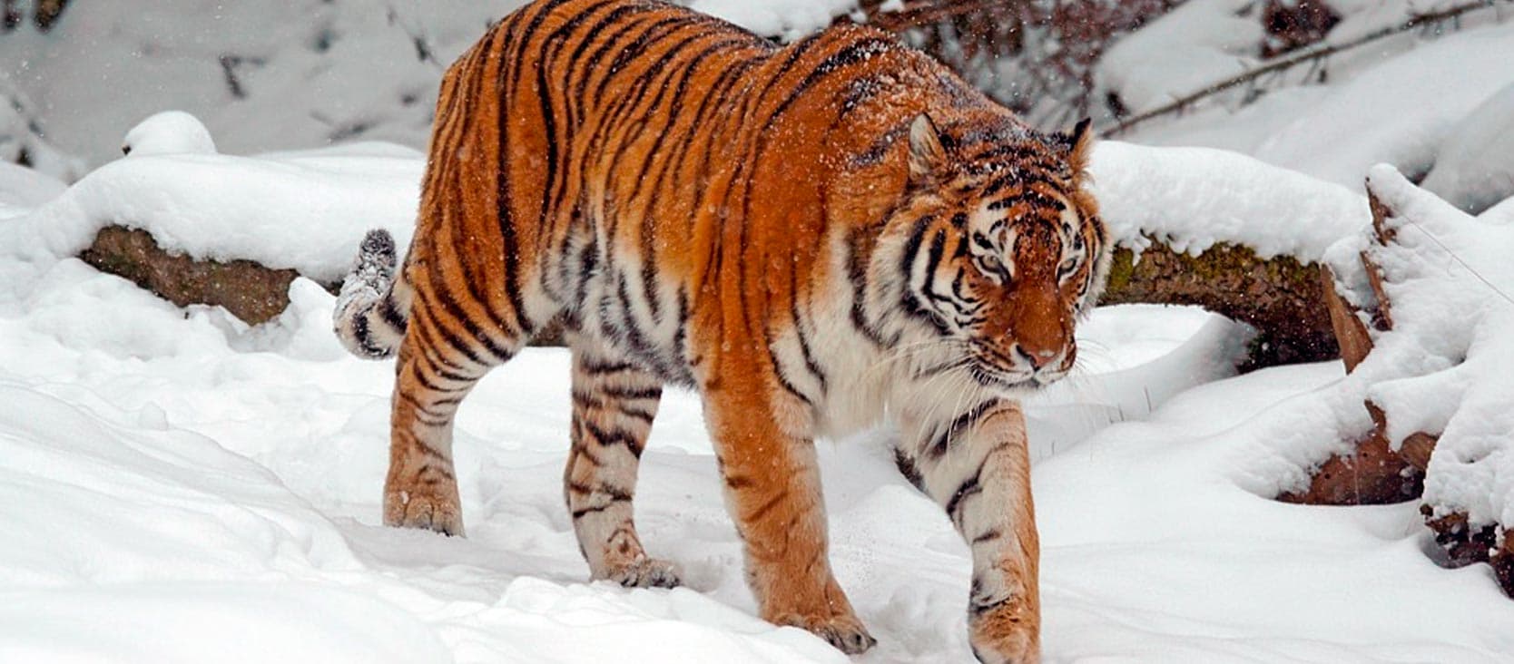 Muscle Wizard table energy reference